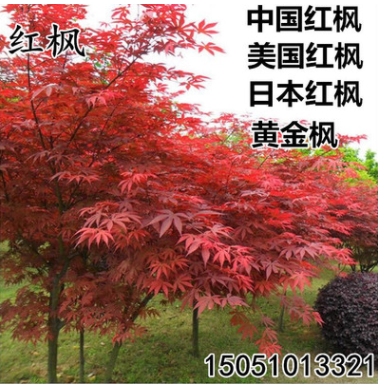 批發(fā)日本紅楓苗美國(guó)紅楓樹(shù)苗中國(guó)紅四季紅黃金楓工程園林綠化苗木