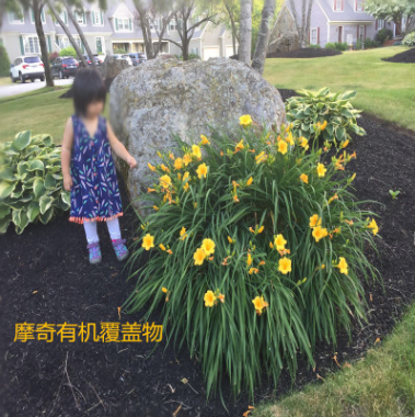 林下覆蓋物 有機覆蓋物 品質(zhì)優(yōu)異 市政景區(qū)等