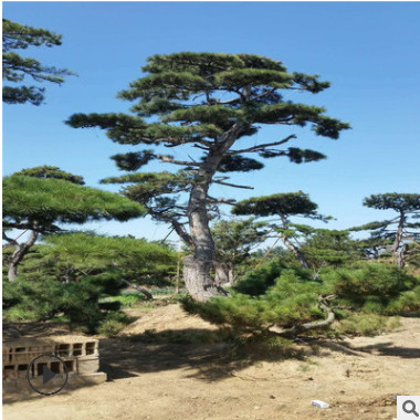 批發(fā)造型油松 山東濕地綠化樹 風(fēng)景樹造型獨(dú)特 樹形美觀 景觀松