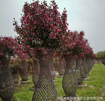 批發(fā)海棠花瓶 紫薇花瓶 自產(chǎn)自銷價格優(yōu)惠
