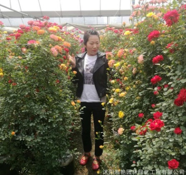 藤本花瓶 月季球 藤本月季 月季樹 紅花墻微量大從優(yōu)