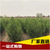 側(cè)柏苗廠家現(xiàn)貨熱銷 工程綠化專用側(cè)柏苗歡迎選購