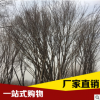 批發(fā)大量供應(yīng)優(yōu)質(zhì)茶條槭樹苗 廠家直銷茶條槭樹苗