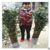 基地直銷大紅袍獅子頭花椒樹 耐旱香麻花椒樹量大價(jià)格優(yōu)惠現(xiàn)挖