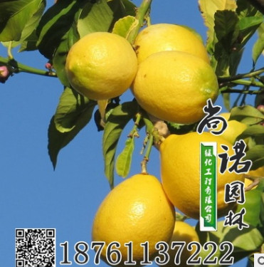 批發(fā)正宗臺灣無籽香水檸檬苗 尤力克檸檬樹苗基地直銷優(yōu)質(zhì)檸檬苗