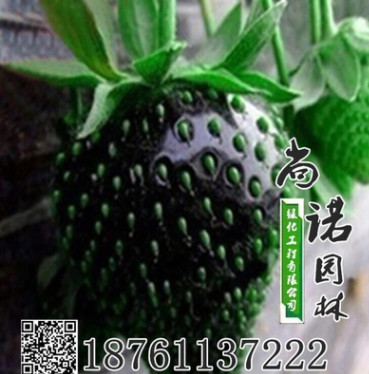 黑巴克草莓苗盆栽草莓果苗四季陽臺草莓苗大棚苗草莓基地批發(fā)果苗
