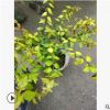 六道木大杯 水生植物水生灌木 園林綠化常綠喬木批發(fā)