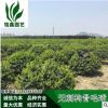 無刺構(gòu)骨毛球 灌木花卉 園林綠化 常綠喬木 水生植物 水生花卉