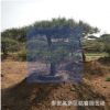 景松 山東3米造型景松價格 4米造型景松 20 30造型黑油松景松價格