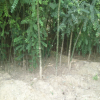 大量批發(fā)優(yōu)質(zhì)國(guó)槐 3公分速生國(guó)槐價(jià)格