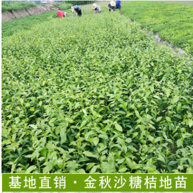金秋沙糖桔地苗果樹基地直發(fā)金秋沙糖桔等果樹地苗批發(fā)基地直發(fā)