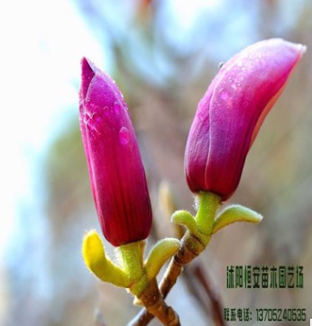 苗圃直銷批發紅獅玉蘭、紫玉蘭、白玉蘭、黑色玉蘭綠化規格齊全