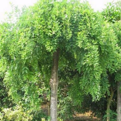 昊潤(rùn)生態(tài)果林 優(yōu)質(zhì)龍爪槐