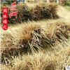 牡丹花 學校馬路園林觀賞植物小苗風景樹直銷濕地綠化牡丹花苗