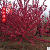紅葉碧桃 紫葉碧桃 園林景觀植物小苗風景樹 紅花碧桃 重瓣碧桃