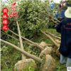 5-15公分大葉女貞直銷批發 園林觀賞植物 基地批發