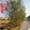 垂柳 直銷批發 公園 小區 校園 園林觀賞植物 基地批發 落葉喬木