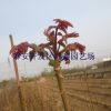 基地批發香椿樹苗 當年可食用紅芽香椿