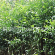 福建泉州哪里有天竺桂工程苗？哪里天竺桂苗木最多？哪里天竺桂便宜？