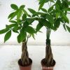 基地批發(fā)辮子發(fā)財樹盆栽 觀葉綠植 凈化空氣 室內(nèi)盆栽 規(guī)格全