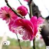 廠家批發(fā)四季梅花造型盆栽樹苗 園林綠化臘梅花卉植物 規(guī)格齊全
