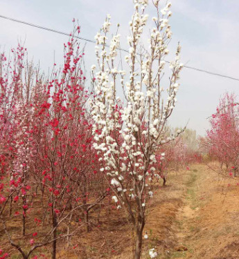 基地批發(fā)供應(yīng)龍柱碧桃 庭院道路工程綠化龍柱碧桃 量大從優(yōu)