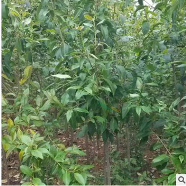大葉女貞 基地直銷綠化苗木工程 綠化行道樹園林綠化觀賞樹