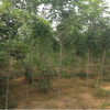 白蠟樹苗 基地批發(fā)5公分優(yōu)質白蠟 白蠟樹規(guī)格齊全