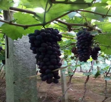廠家大量出售優(yōu)質葡萄苗 葡萄苗新品種 夏黑葡萄苗