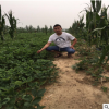 大棚奶油草莓苗出售佐賀清香草莓苗基地