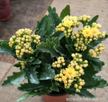 長(zhǎng)壽花盆栽 重瓣長(zhǎng)壽花盆栽苗 防輻射室內(nèi)桌面長(zhǎng)壽花苗