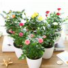 玫瑰花苗四季開花 切花玫瑰苗 綠植盆栽花卉庭院陽臺(tái)易種薔薇月季