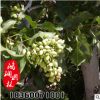 果樹苗木 開心果樹苗 渾子 當(dāng)年結(jié)果 南北方種植 嫁接苗盆栽地栽