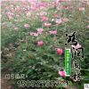 基地直銷豐花月季工程用苗四季開花適應全國各地種植玫瑰花茶