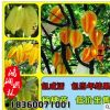 基地批發楊桃苗 楊桃樹苗 優質果樹盆栽品種齊全 當年結果