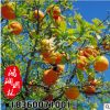 基地批發庭院種植果樹苗 橙子樹苗 香橙苗 嫁接果樹苗 易養活