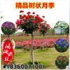樹狀月季 批發 月季樹 庭院別墅美化 高桿月季樹 小區綠化 多色