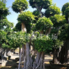 福建漳州小葉榕