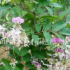 福建漳州儀花樹(綠化優良品種)