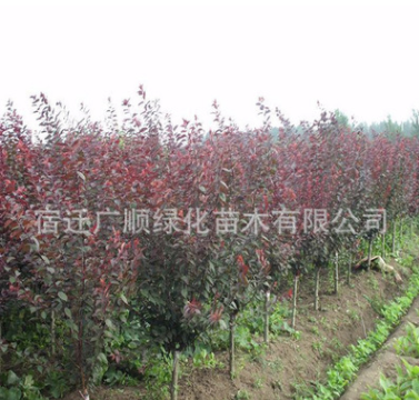 批發(fā)美人梅樹苗綠化苗木庭院觀賞花卉成活率高量大從優(yōu)