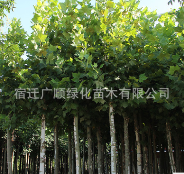 批發(fā)法桐樹苗綠化苗木行道觀賞庭蔭樹法國(guó)梧桐量大從優(yōu)法桐