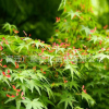 批發(fā)雞爪槭綠化苗木優(yōu)質雞爪楓小苗量大從優(yōu)存活率高雞爪槭