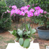 批發(fā)蝴蝶蘭花苗 帶花苞 室內(nèi)綠植花卉 四季蝴蝶蘭盆栽基地直銷
