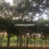 福建低價批發精品紅皮榕胸徑5-30分，量大從優