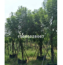福建低價批發精品藍花楹胸徑5-30分，量大從優
