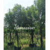 福建低價批發精品藍花楹胸徑5-30分，量大從優