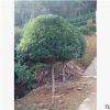 基地直銷優(yōu)質(zhì)苗木精品八月桂花樹 園林綠化觀賞植物 價(jià)格實(shí)惠