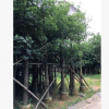 基地直銷(xiāo)綠化苗木美麗異木棉供應(yīng) 美人樹(shù)移植 地苗供應(yīng)