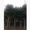 基地供應(yīng)綠化苗木柳葉榕花木 自家花場(chǎng)直銷(xiāo)園藝園林