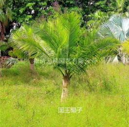 福建福州福建國(guó)王椰子